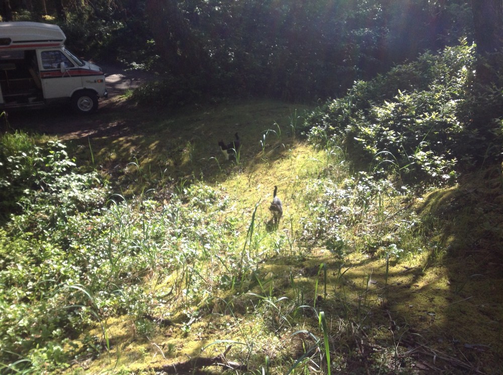 The little adventures of Simon Beans and Weegit. My little story book cats, little cat explorers.